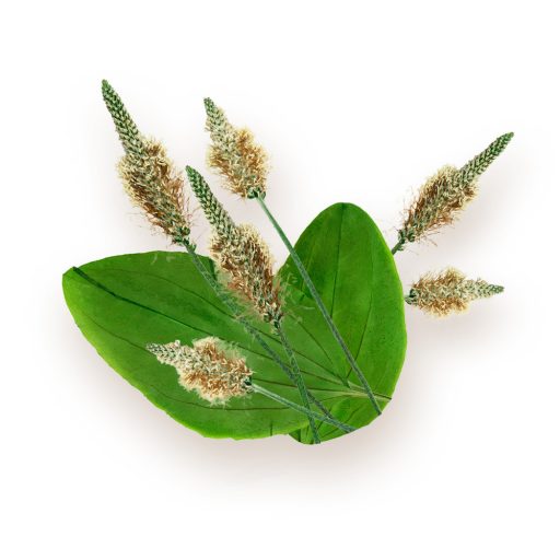 BioMenü Bio Wegerich-Kernschale Kapseln 60 Stk Rohmaterial