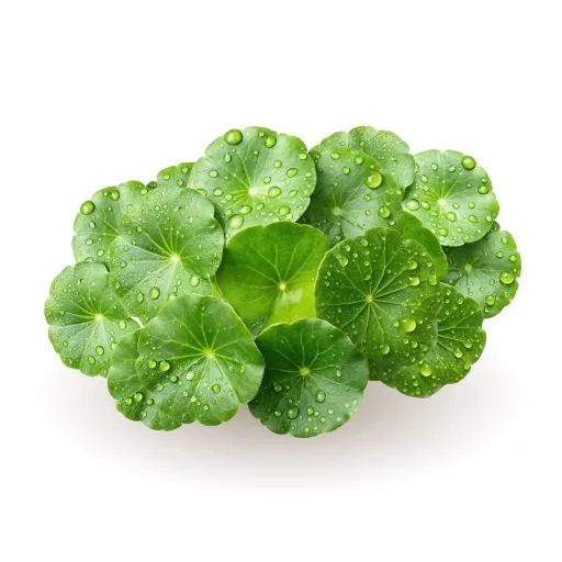 Caleido Gotu Kola Extrakt Kapseln 60 Stk Rohmaterial