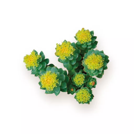 Caleido Rhodiola Rosea Extrakt Kapseln 60 Stk Rohmaterial