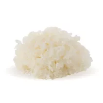 Tremella